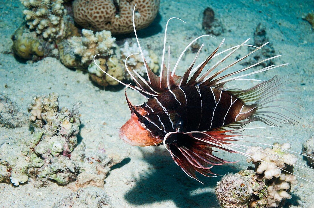 Clearfin lionfish by a reef