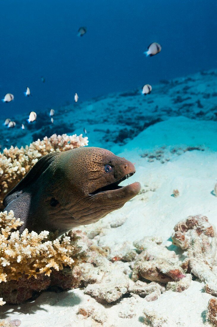 Giant moray eel on a reef