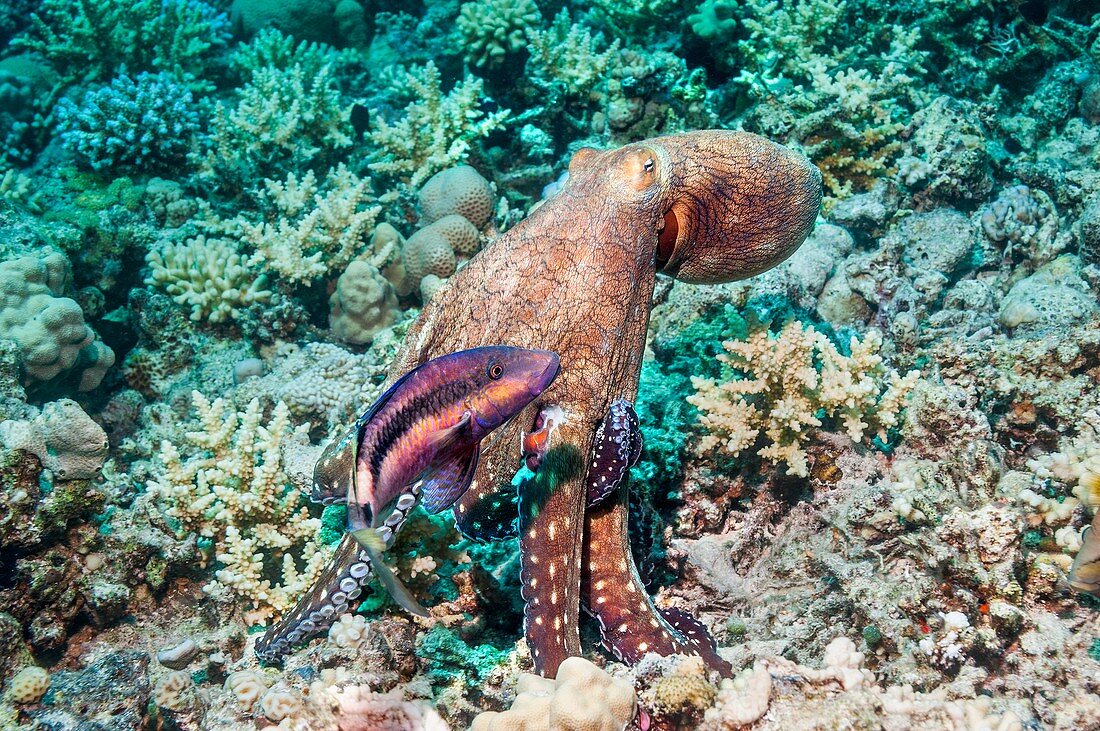 Day octopus hunting on a reef