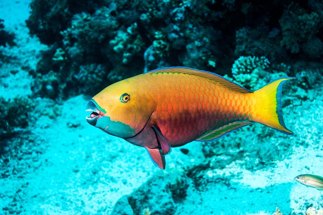 Steepheaded parrotfish by a reef