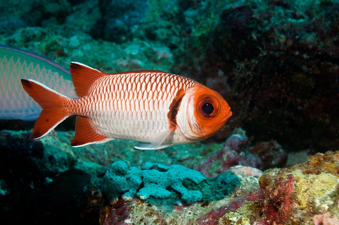 Splendid soldierfish on a reef