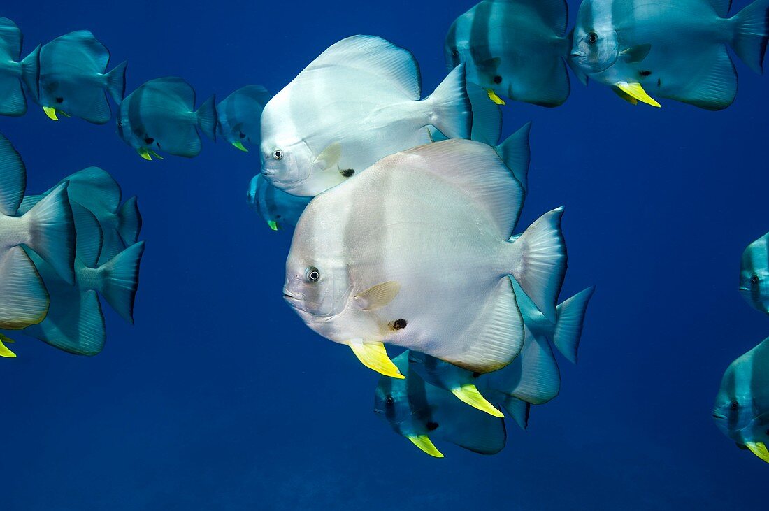 Circular spadefish over a reef