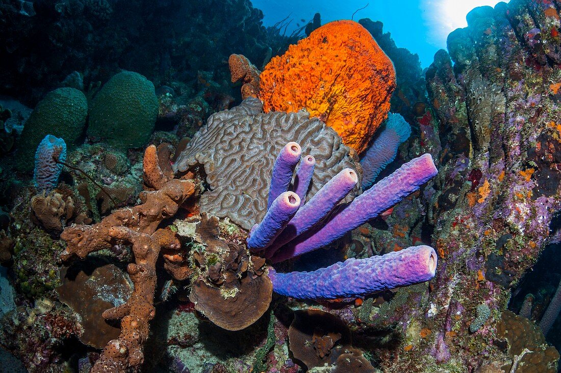 Sponges and coral on a reef