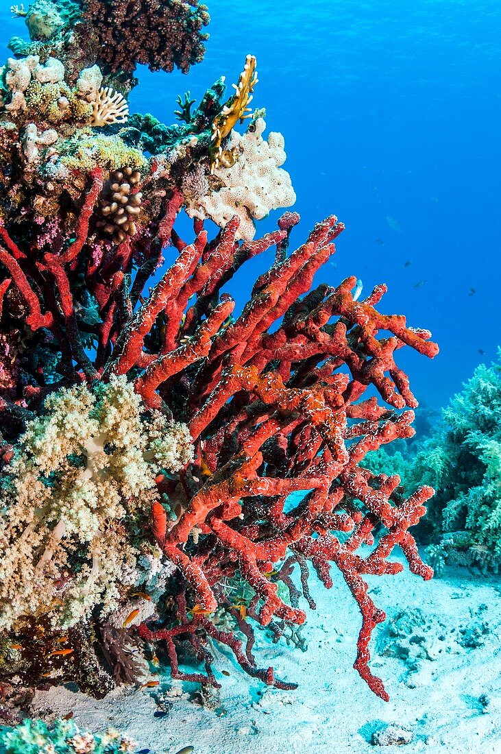 Red rope sponge on a reef
