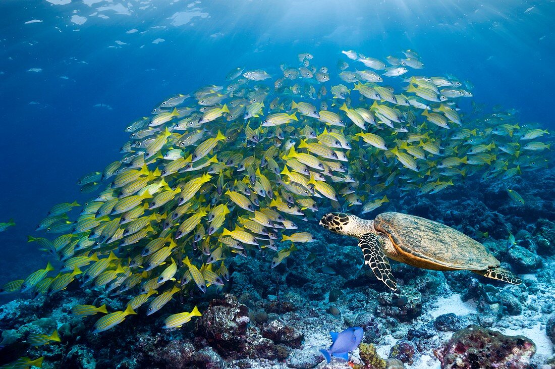 Hawksbill turtle and blueline snappers