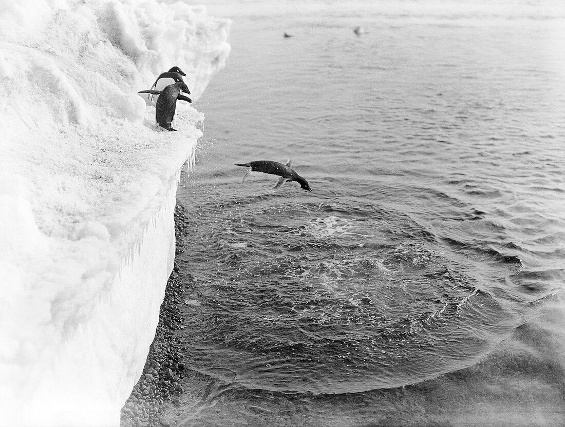 Adelie penguins in Antarctica,1912