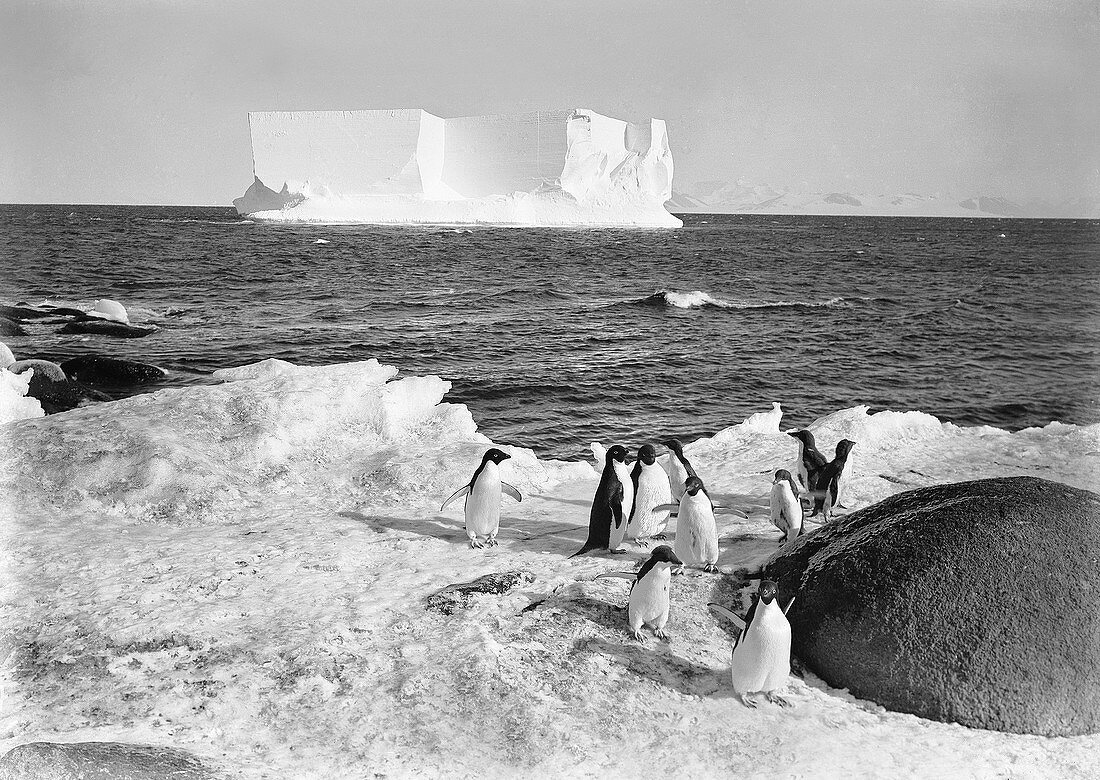 Adelie penguins in Antarctica,1911