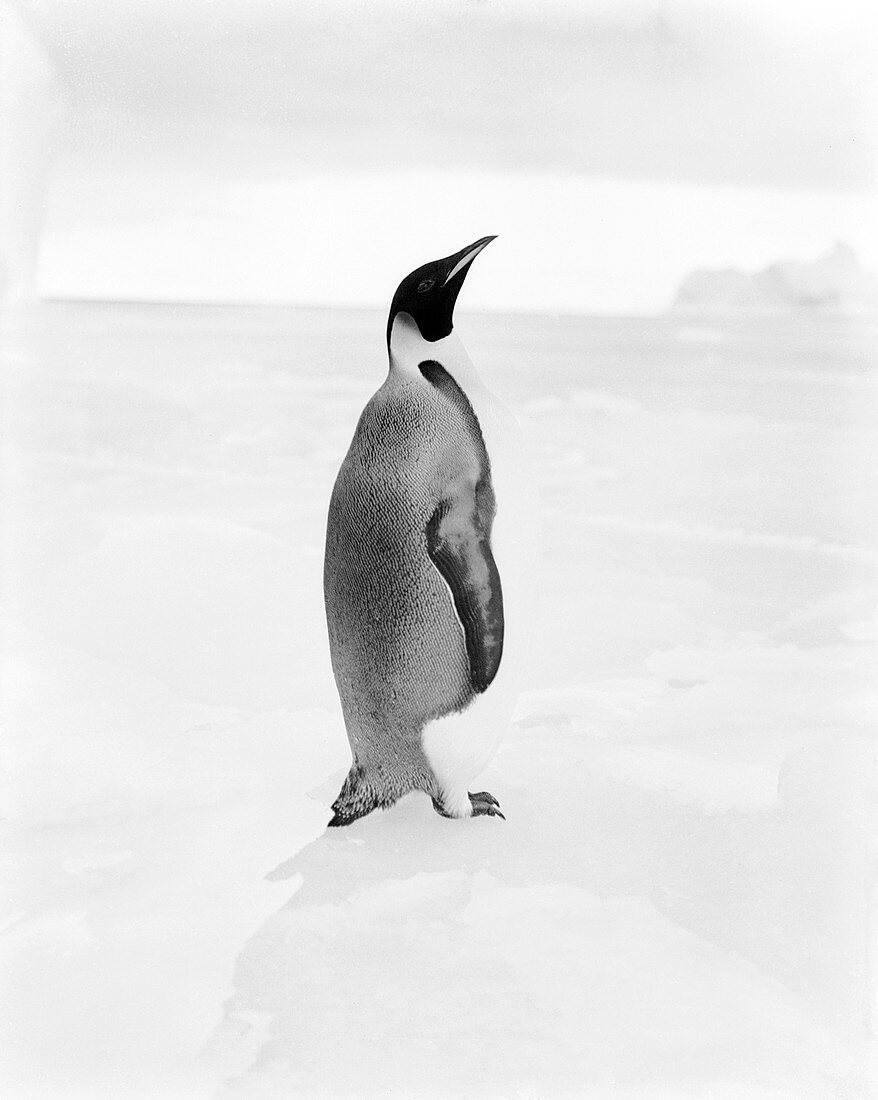 Emperor penguin in Antarctica,1911