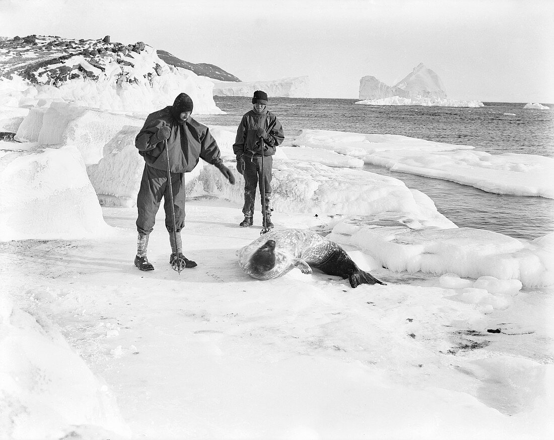 Seal research in Antarctica,1911