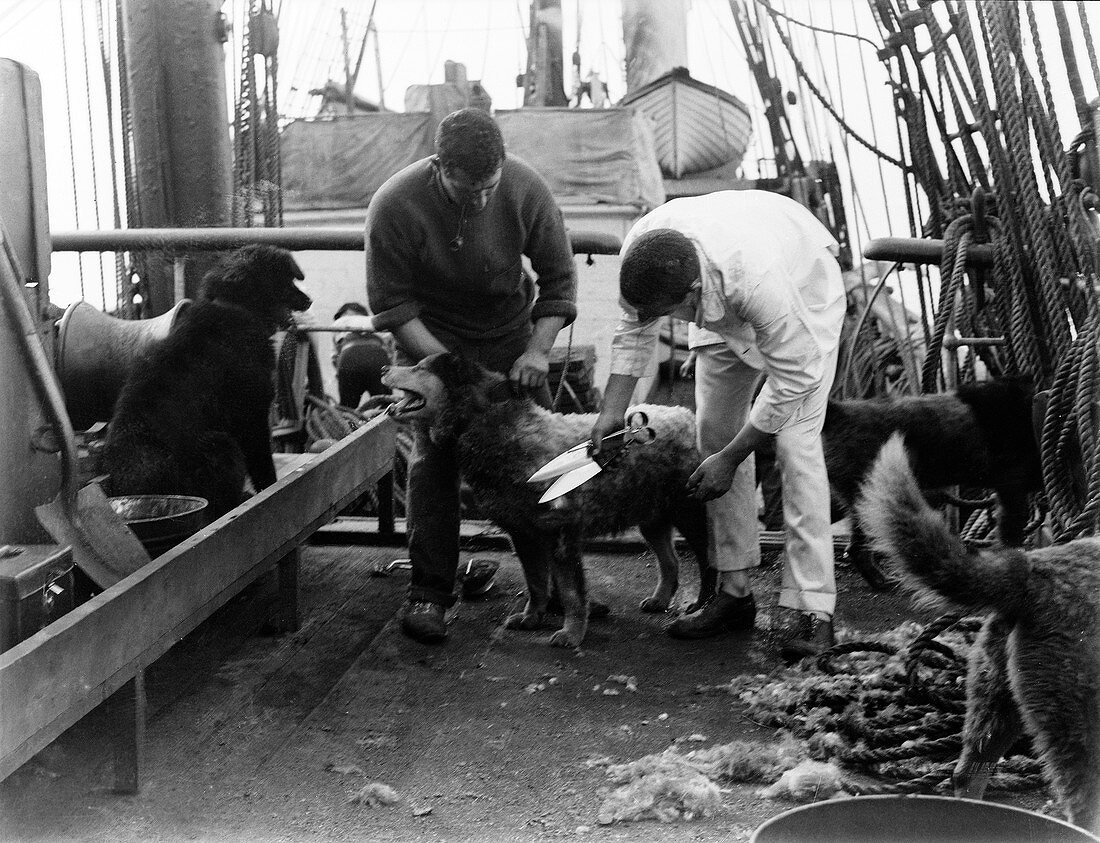 Terra Nova Antarctic dogs,1910