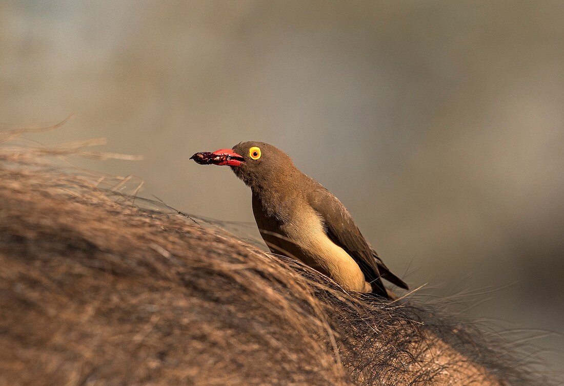 Red-billed Ox-pecker with tick in bill