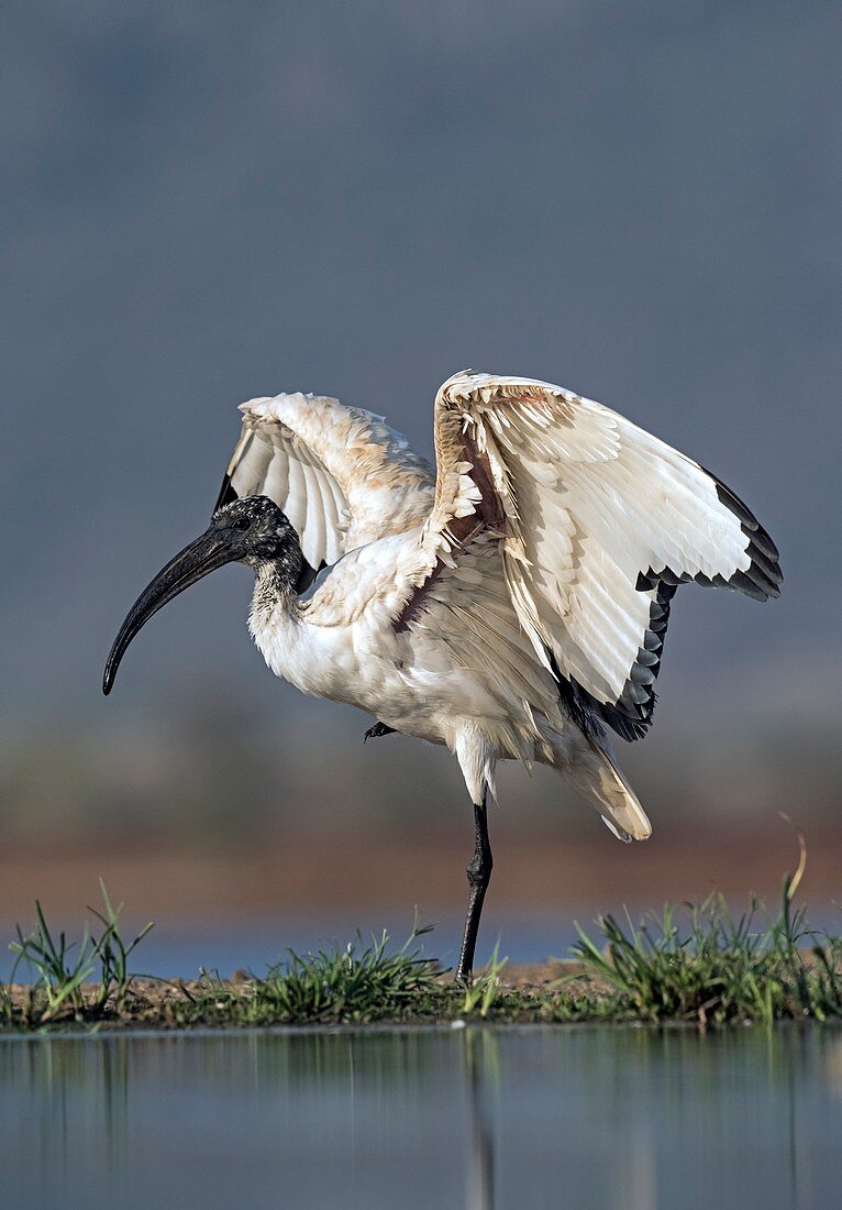 Sacred Ibis stretching its wings