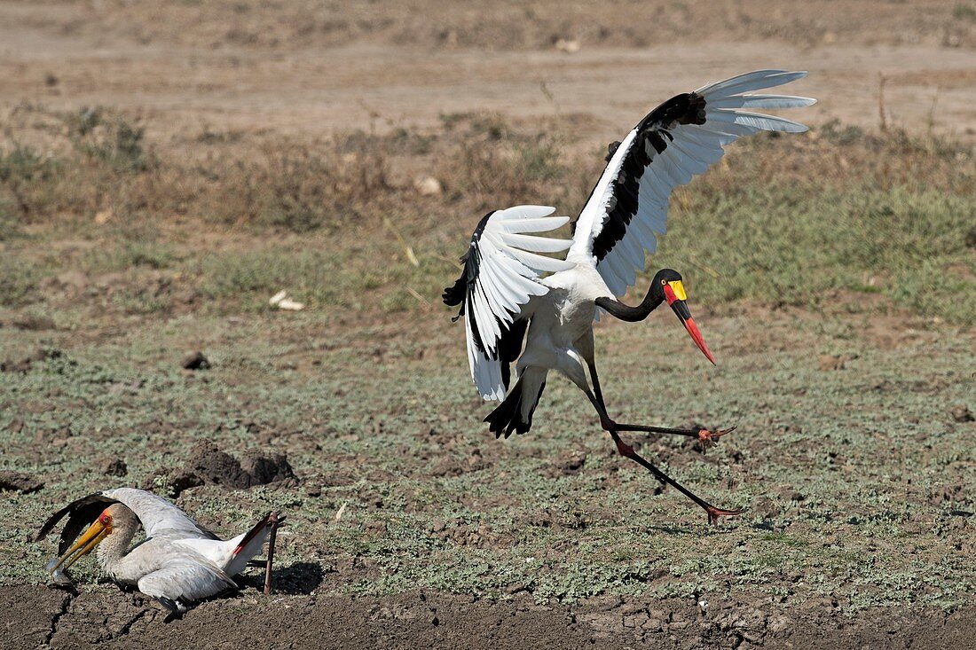 Kleptoparasitism amongst storks