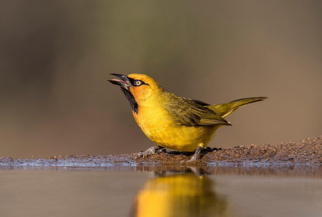 Spectacled weaver at a watering hole