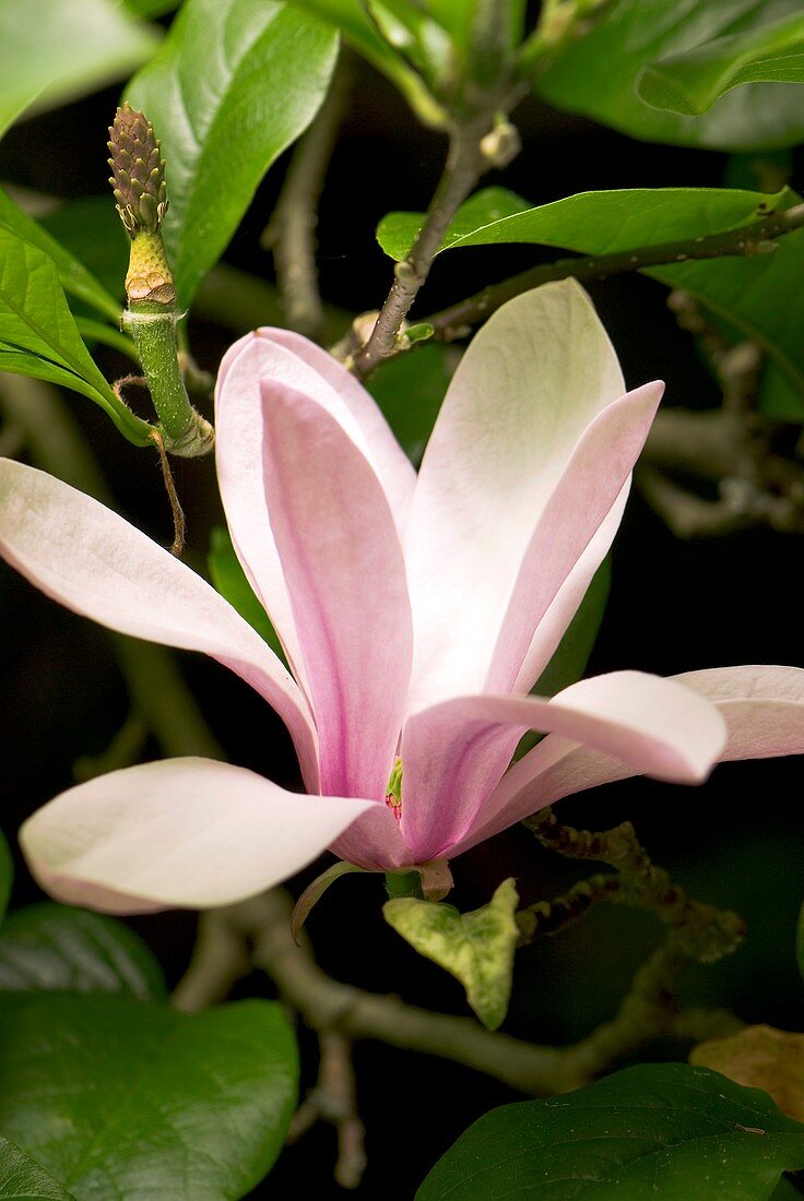 Magnolia 'Jane' flower