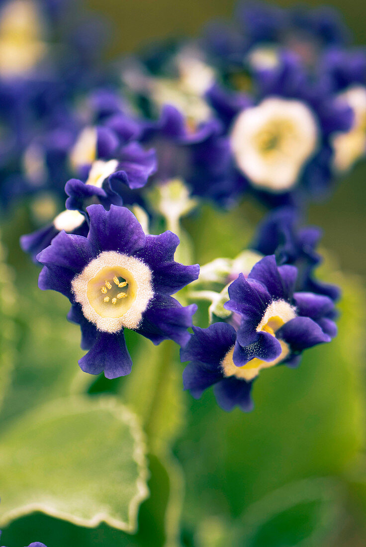 Primula auricula 'Old Irish Blue' flowers