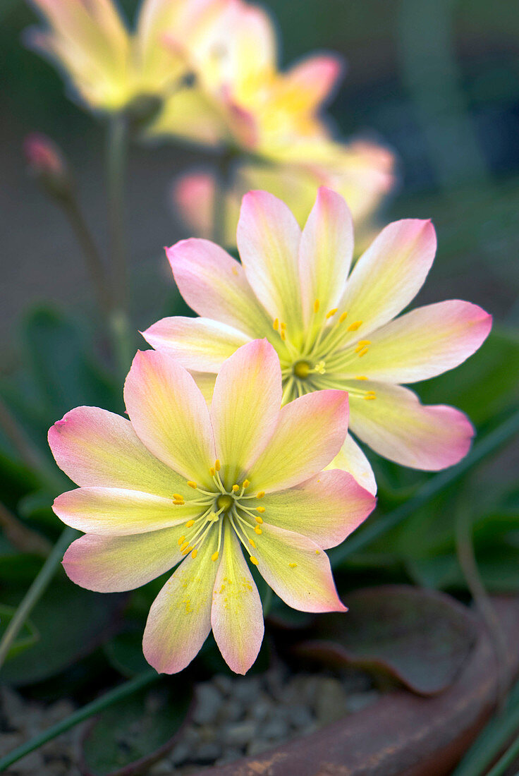 Lewisia tweedyi 'Rosea' flowers
