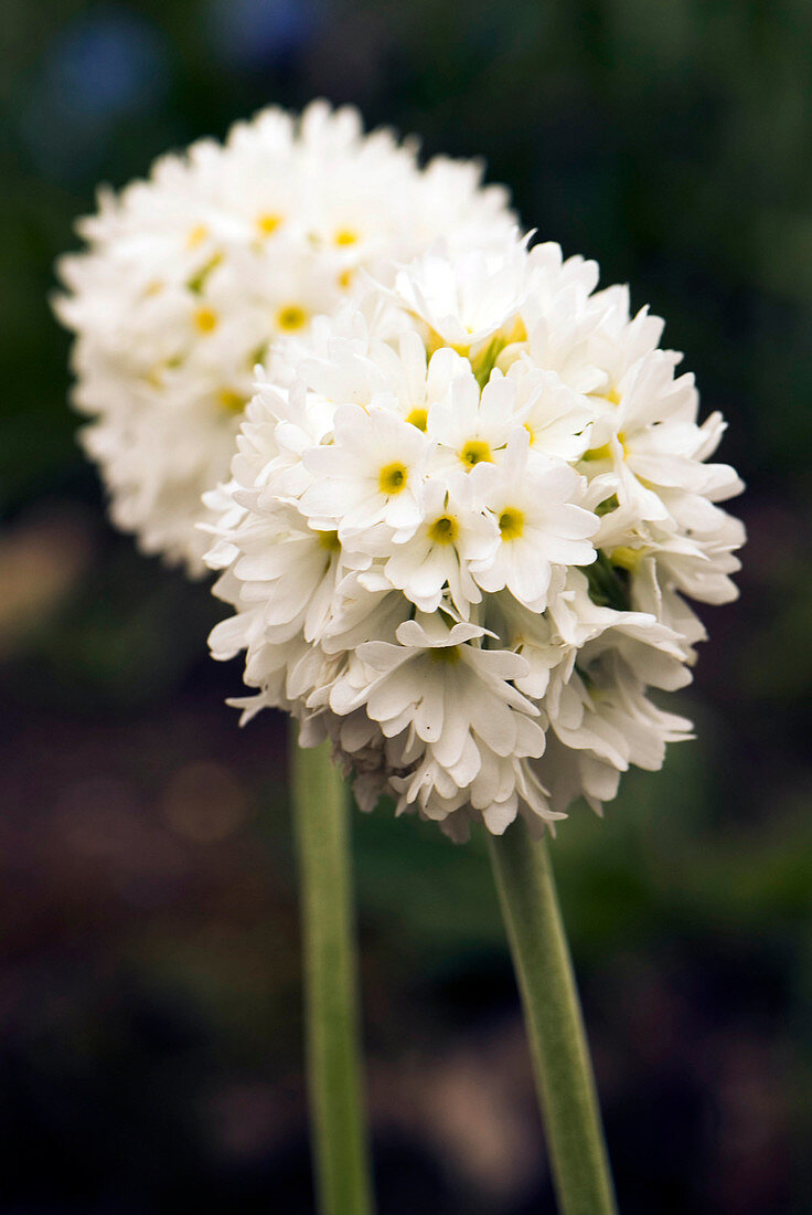 Primula denticulata flowers