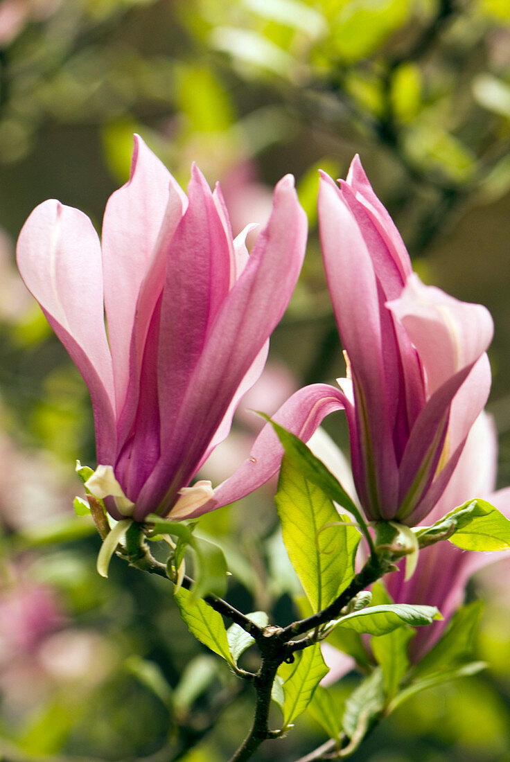Magnolia 'Ricki' flowers
