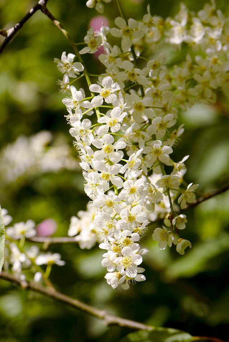 Prunus padus 'Watereri' flowers