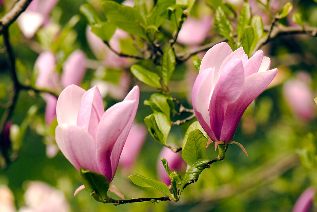 Magnolia 'Jane' flowers