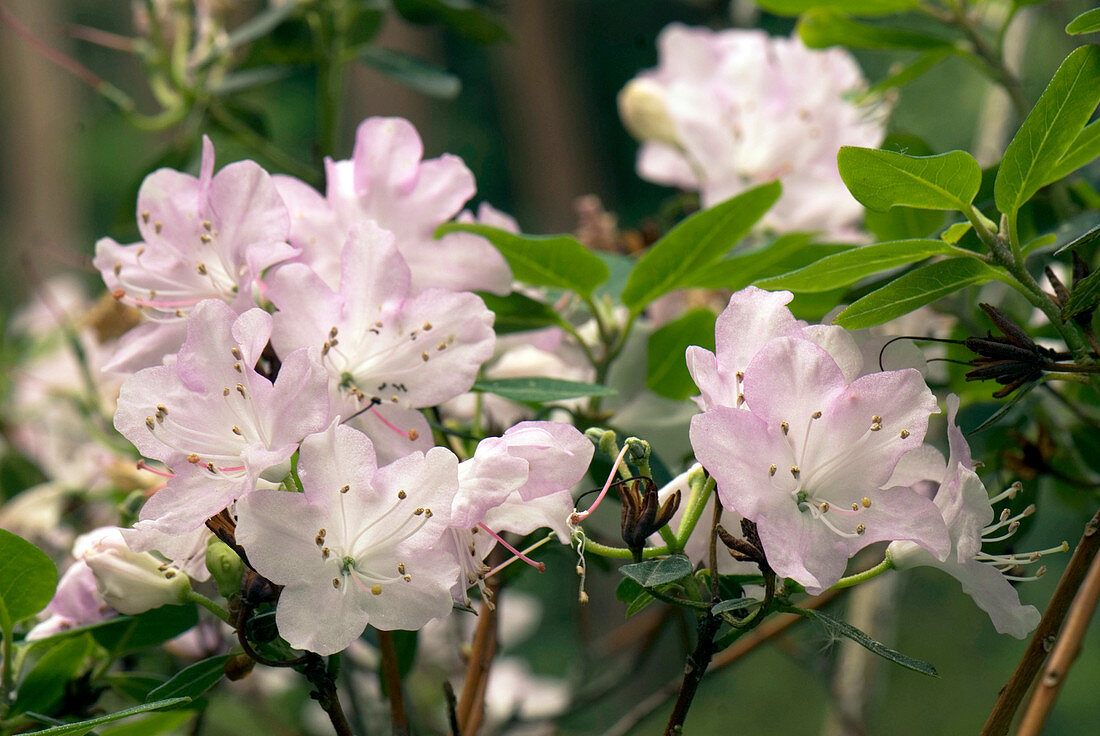 Rhododendron oreotrephes flowers