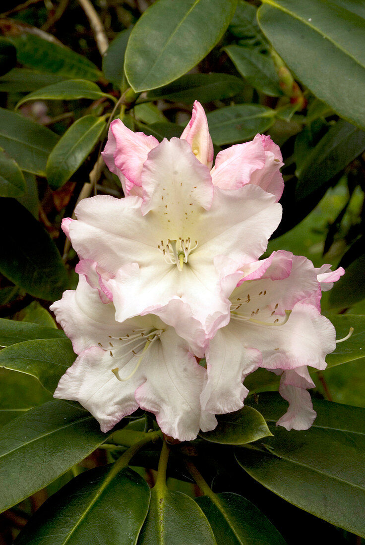 Rhododendron 'Loders White' flowers