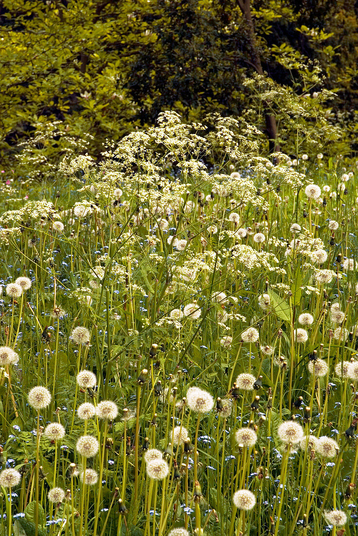 Dandelion clockheads