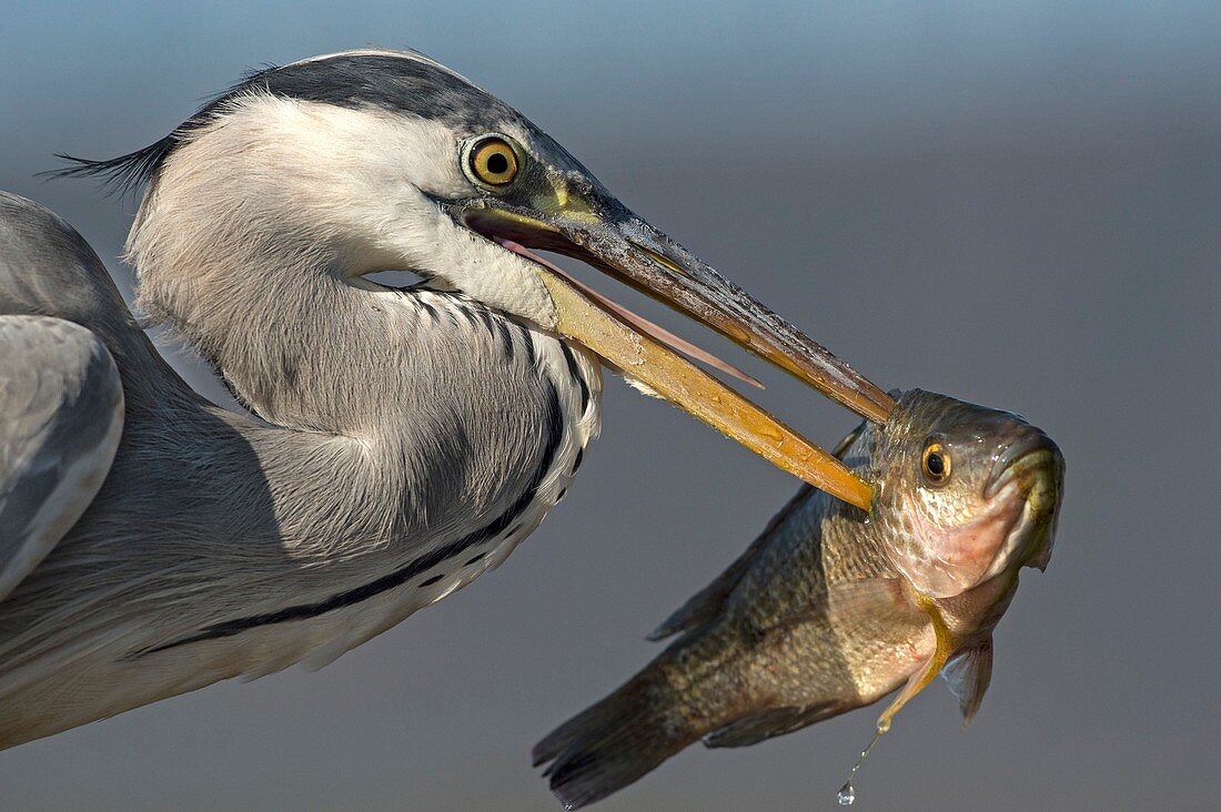 Grey Heron with fish in its bill