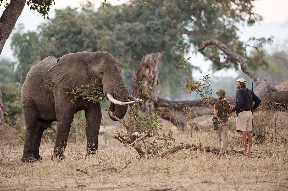 African Elephant with Tourist and Guide