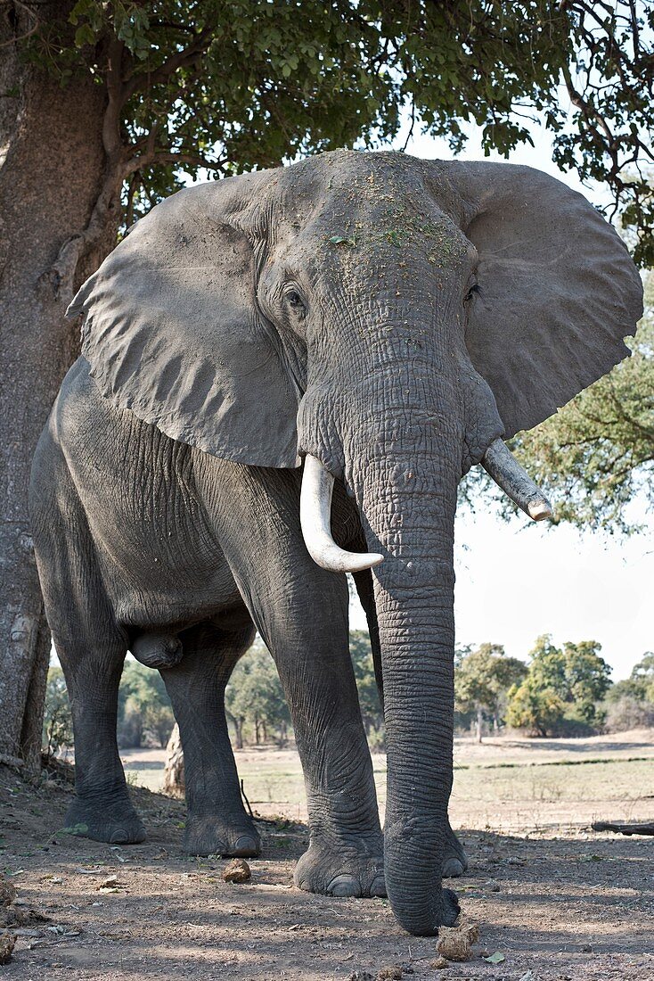 Bull African Elephant