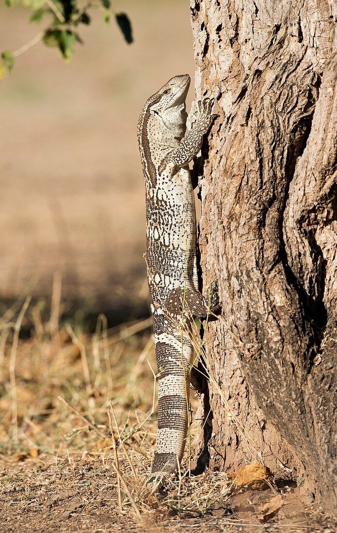 Rock monitor lizard climbing a tree