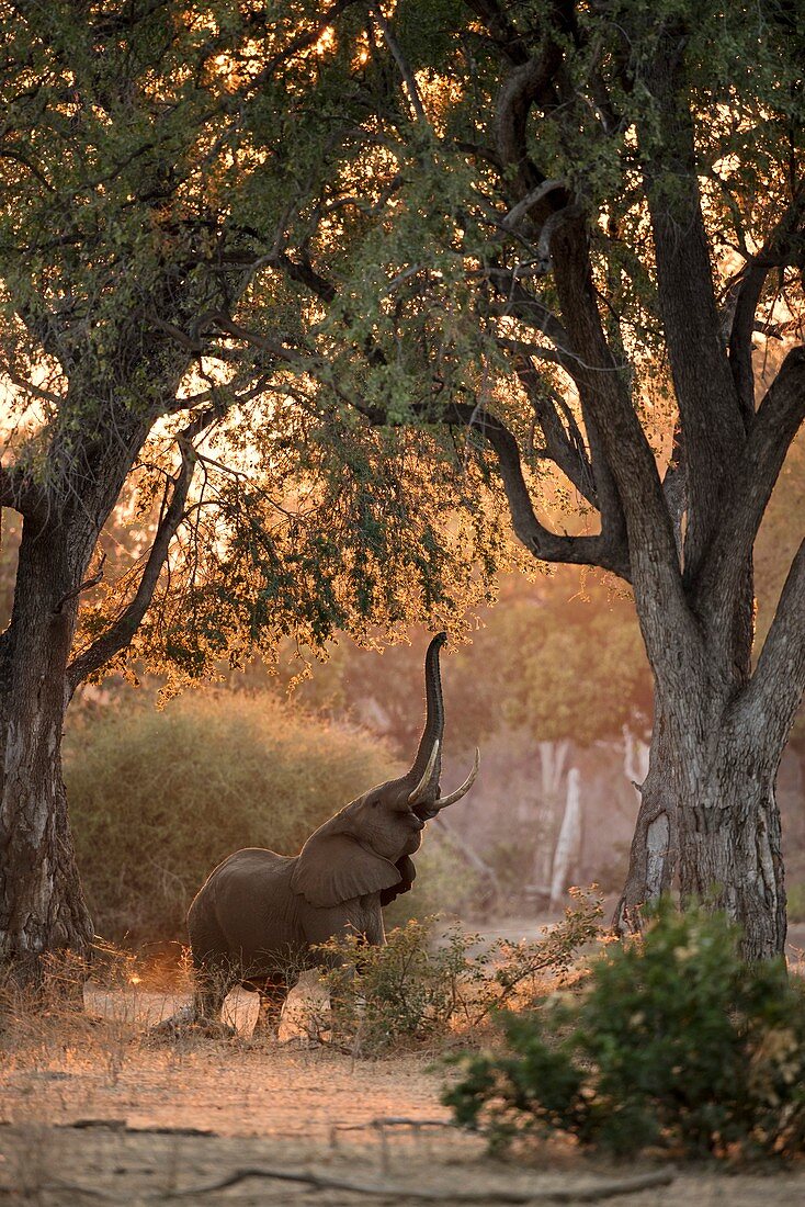 African Elephant feeding at dawn