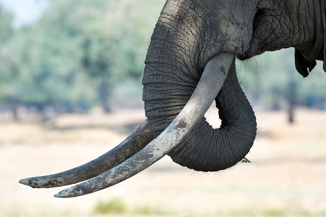 Tusks of a Male African Elephant