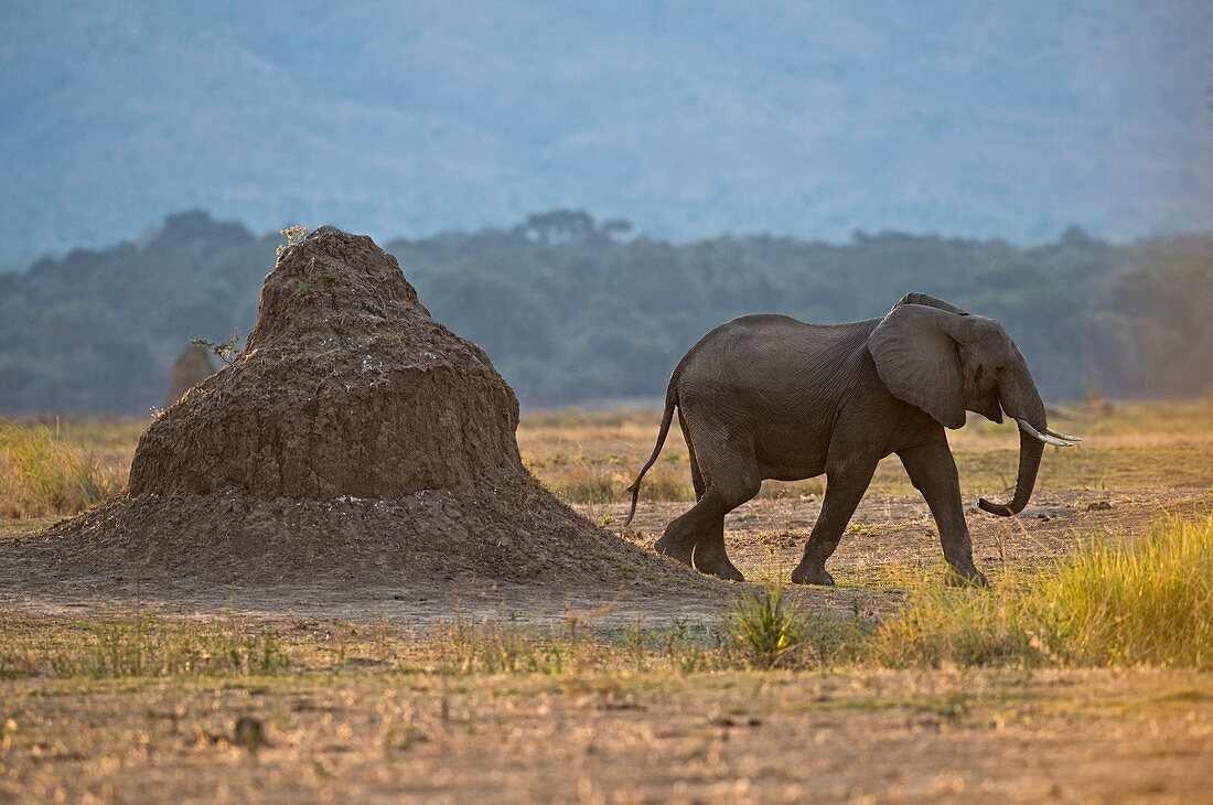 African Elephant alongside termite mound