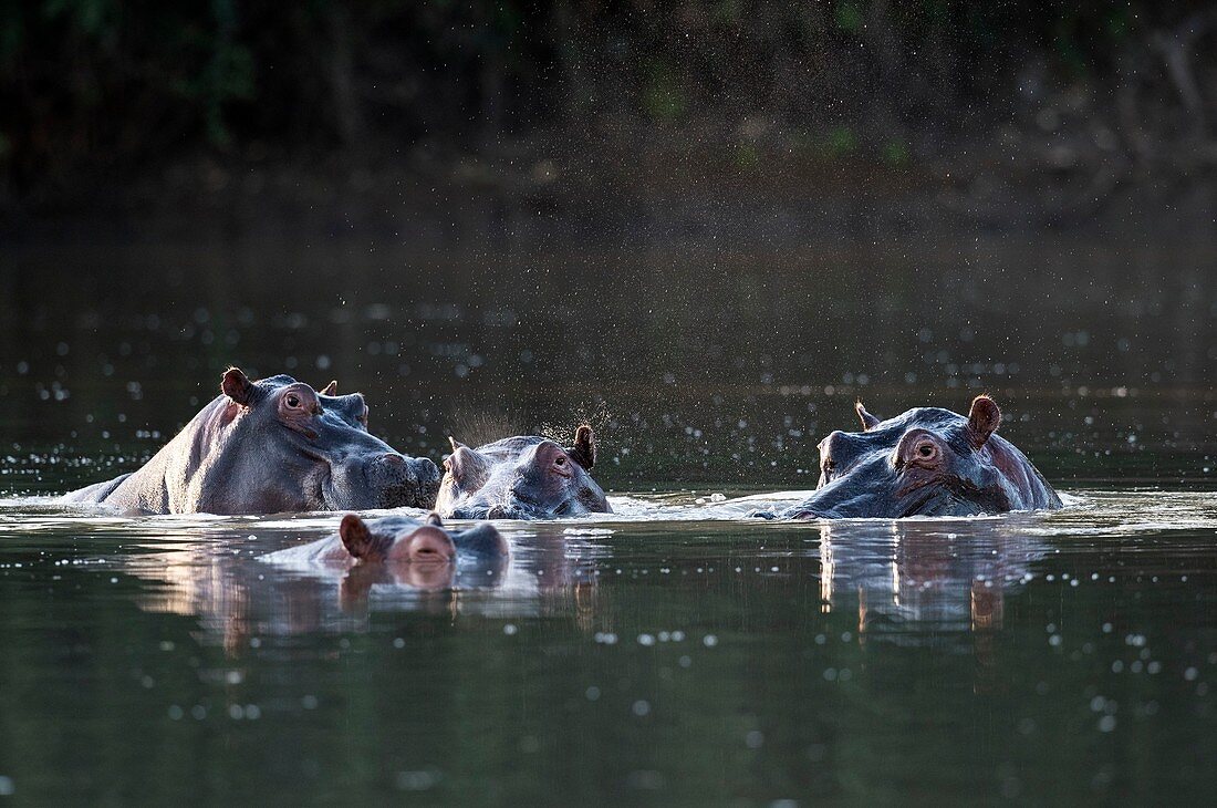 Hippopotamus pod in a waterhole