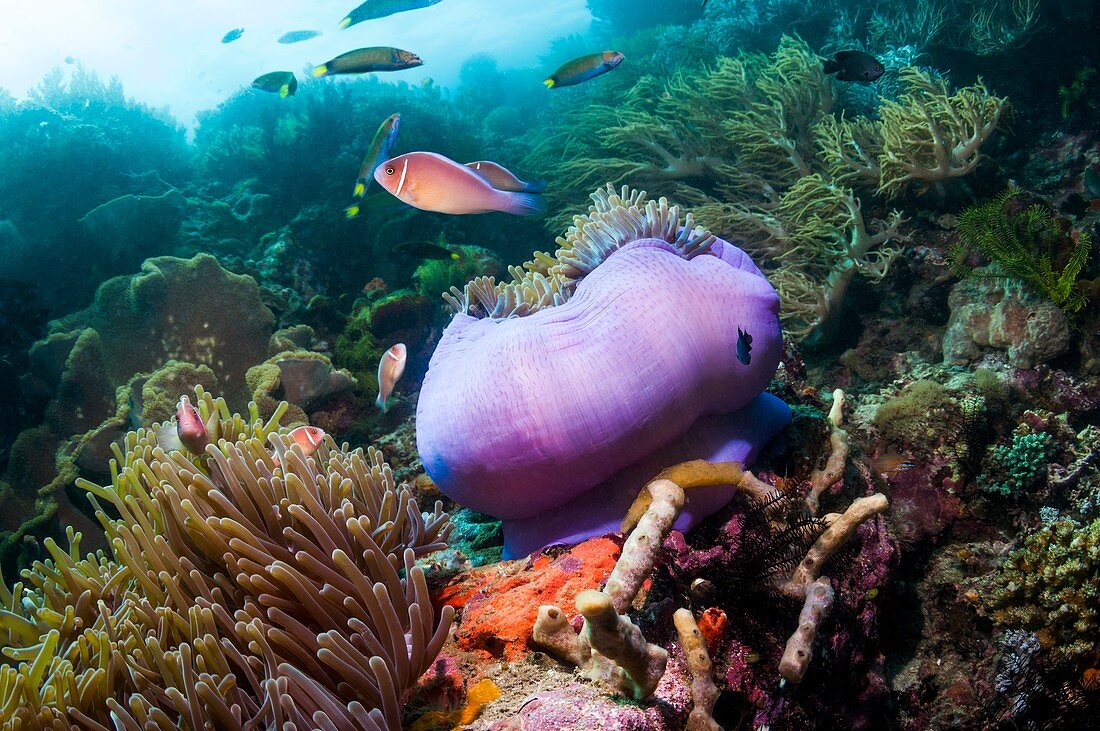 Pink anemonefish with magnificent anemone