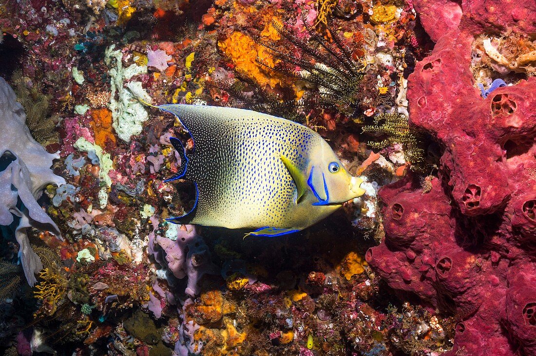 Semicircle angelfish on a reef