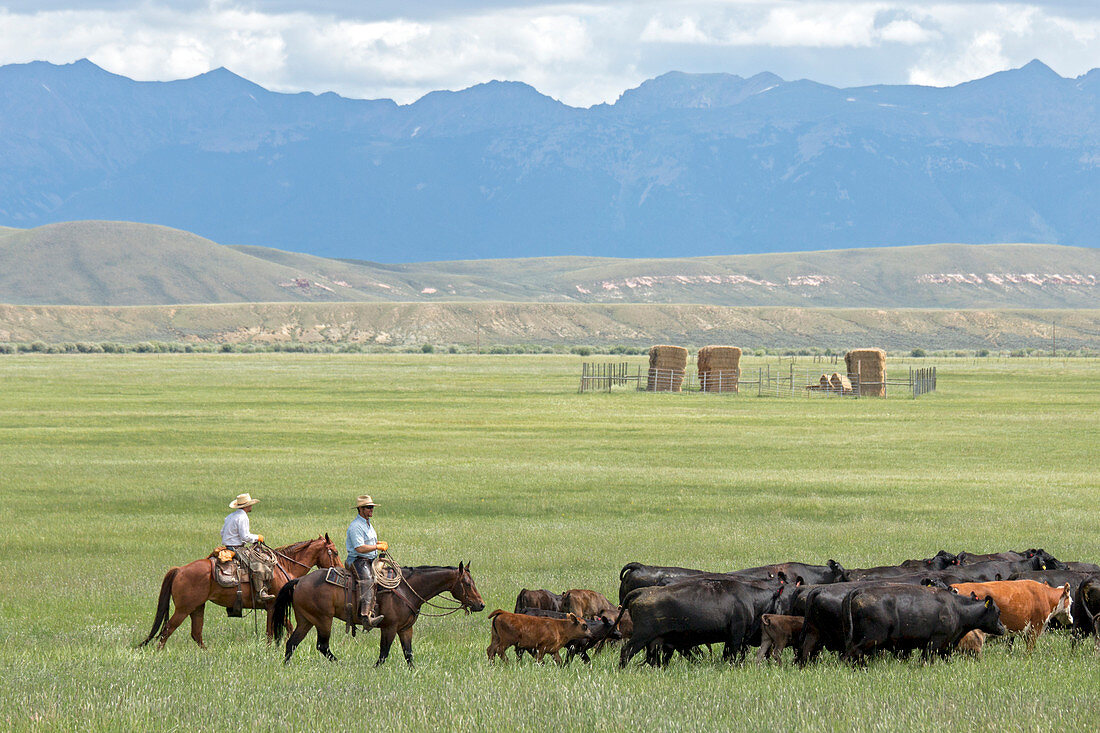 Cowboys herding on a cattle ranch