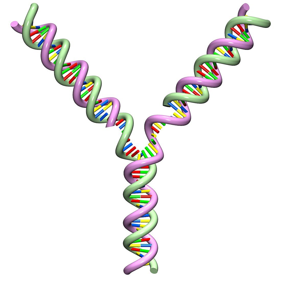 DNA replication,illustration