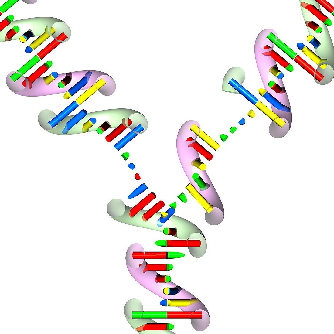 DNA replication,illustration