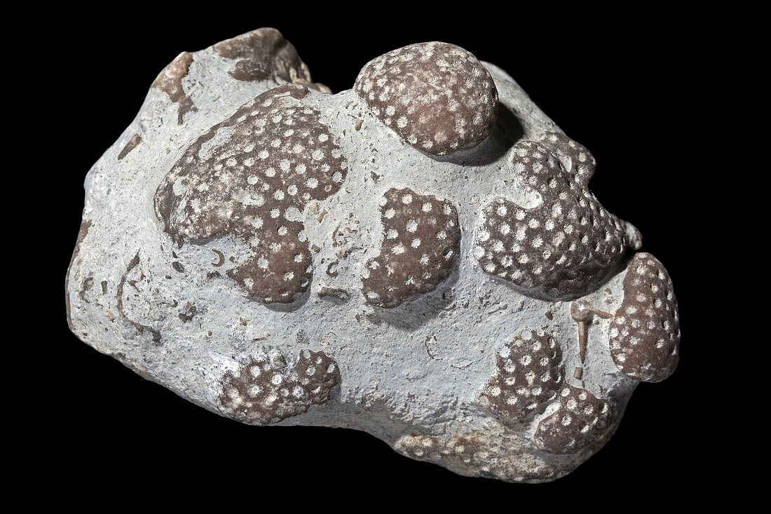 Favosites coral fossils