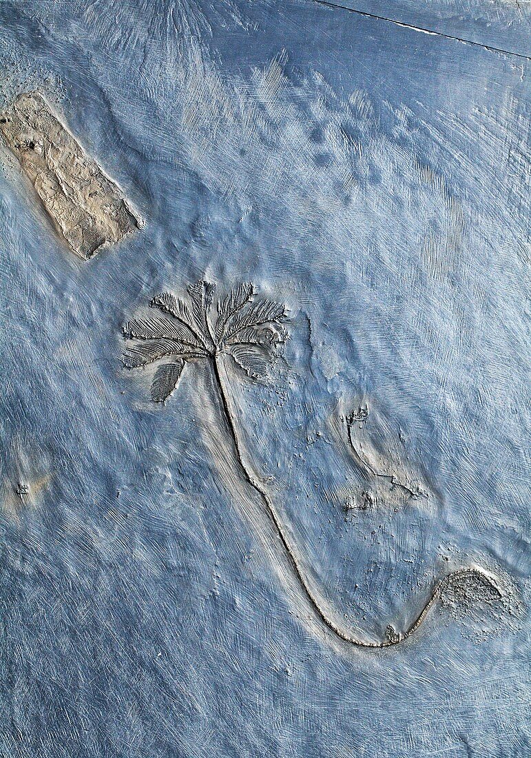 Fossil Crinoid