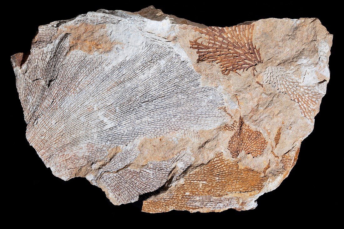 Fossil Bryozoans I