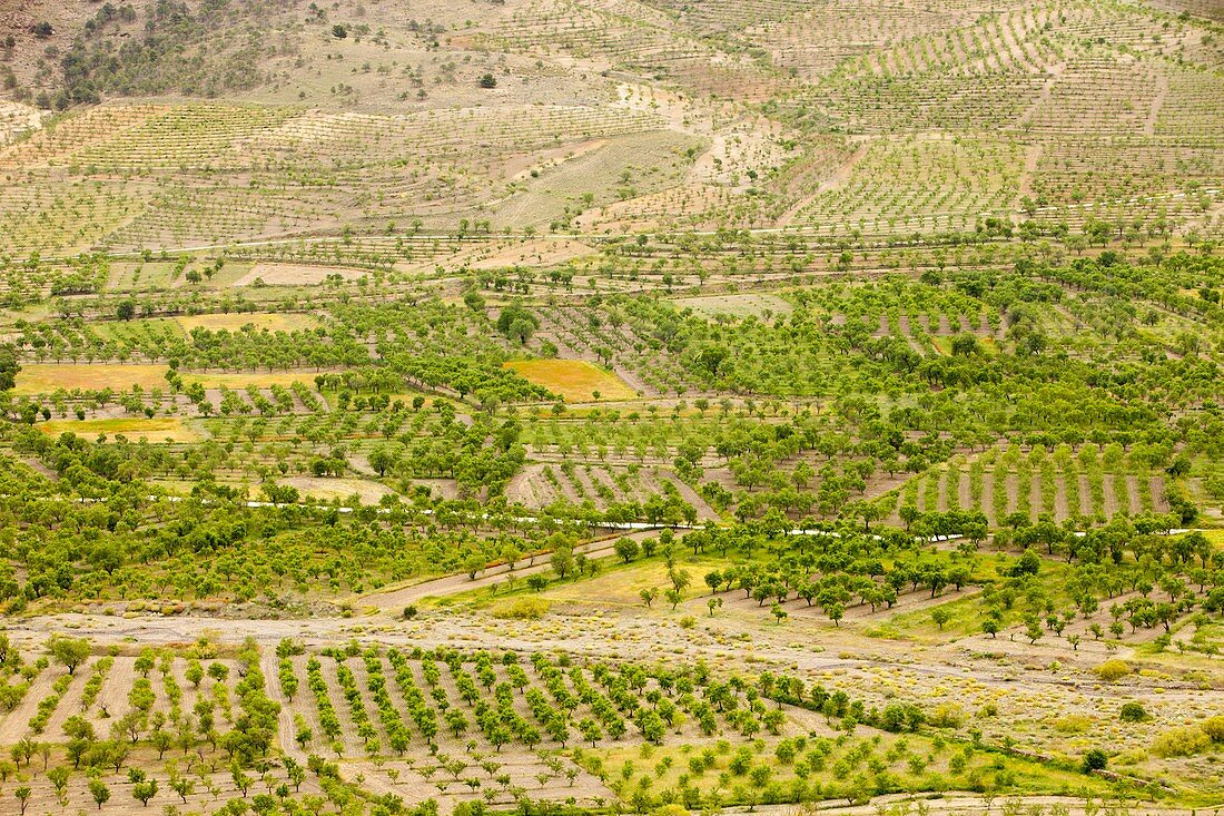 Olive tree and orchard groves,Spain