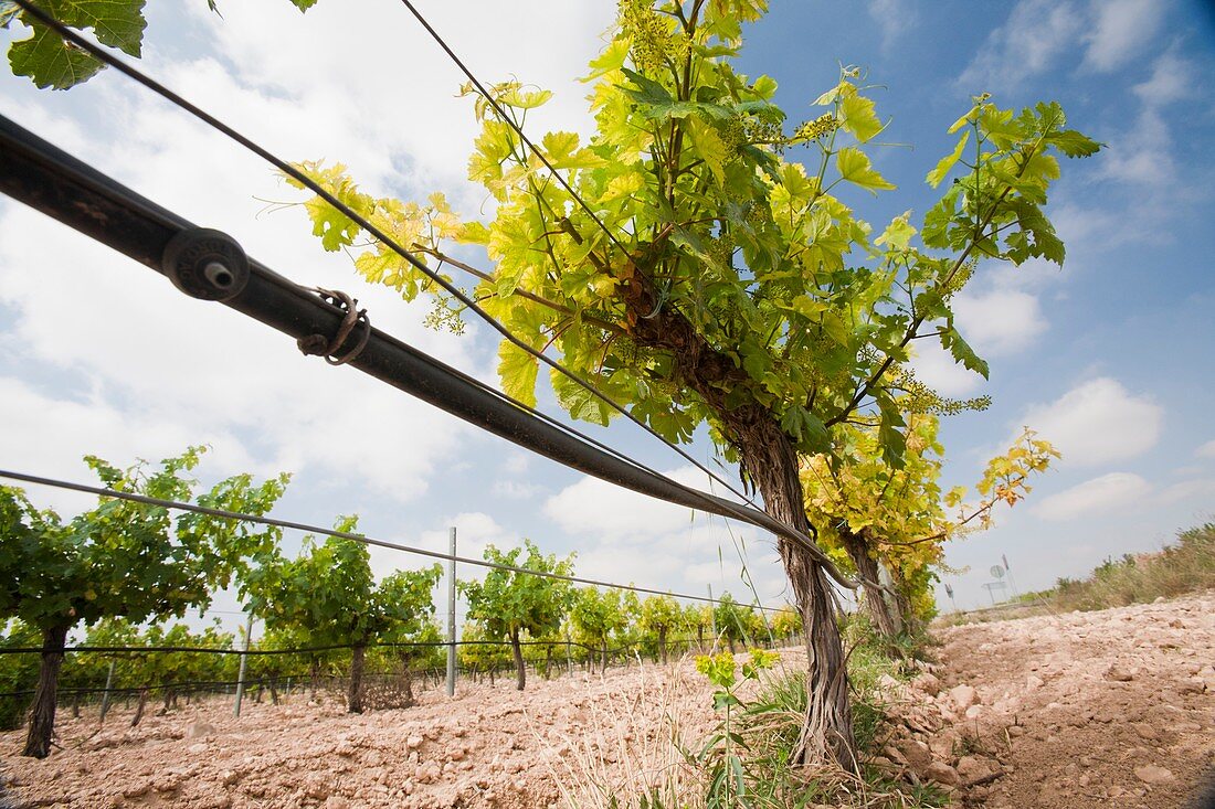 A vineyard near Jumilla,Spain