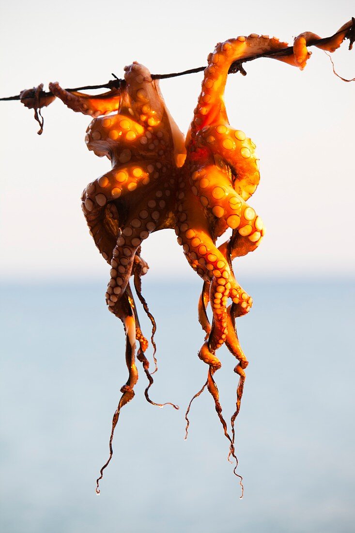 An Octopus hung up to dry