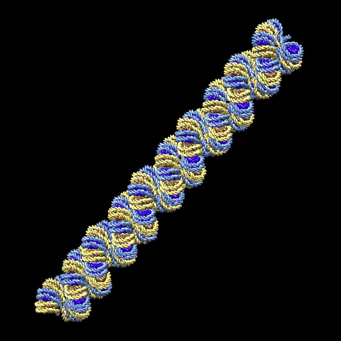 Chromatin fiber and DNA packaging