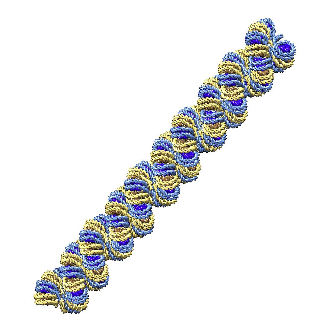 Chromatin fibre and DNA packaging