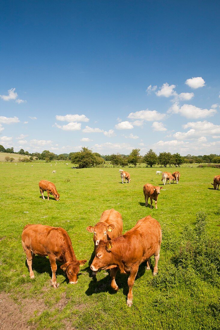 Beef cattle in Grindleton,UK